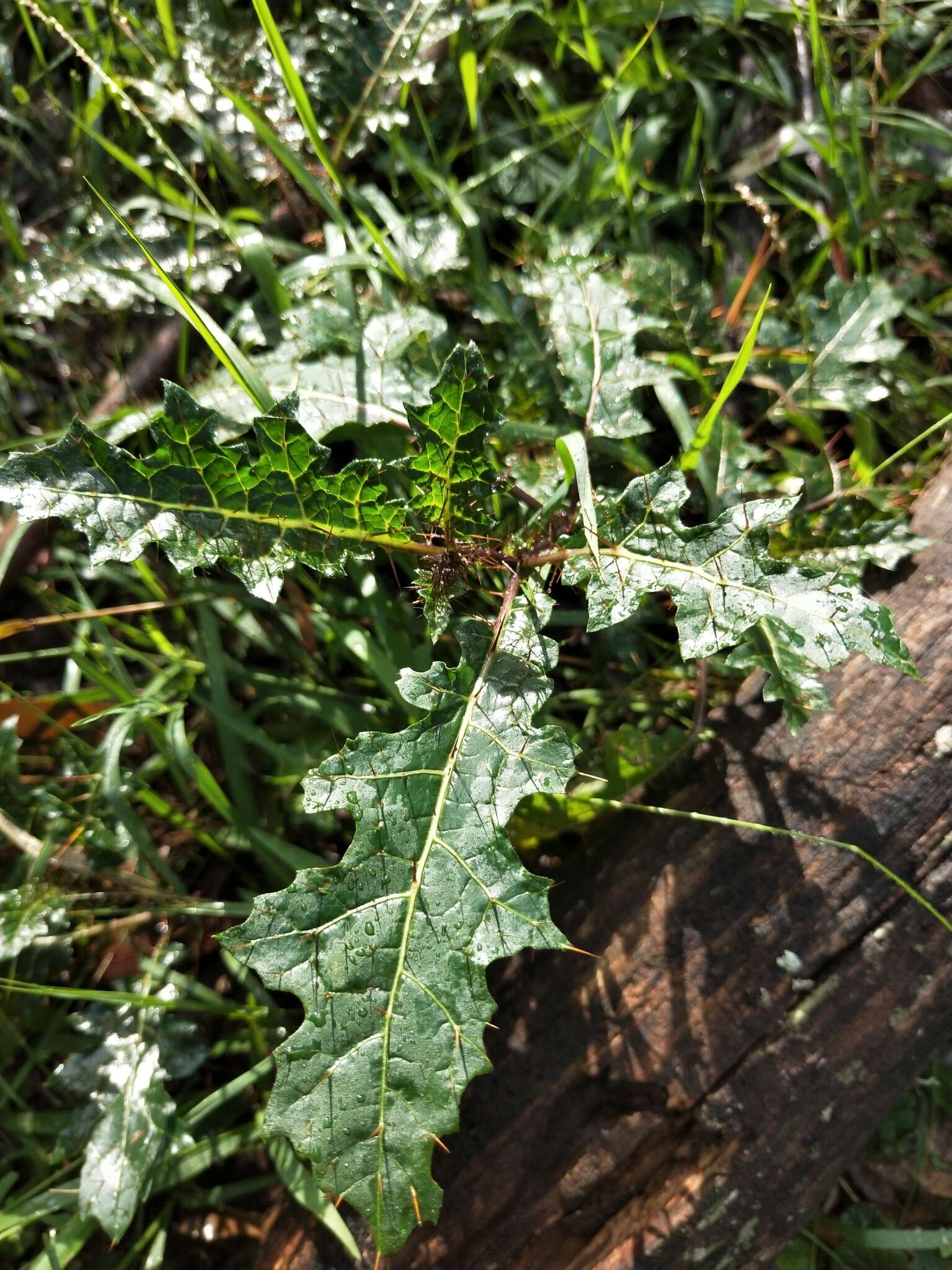 Image of Solanum prinophyllum Dun.