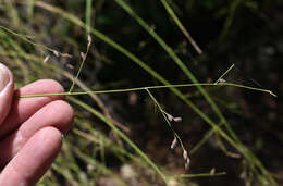 Plancia ëd Ancistrachne uncinulata (R. Br.) S. T. Blake