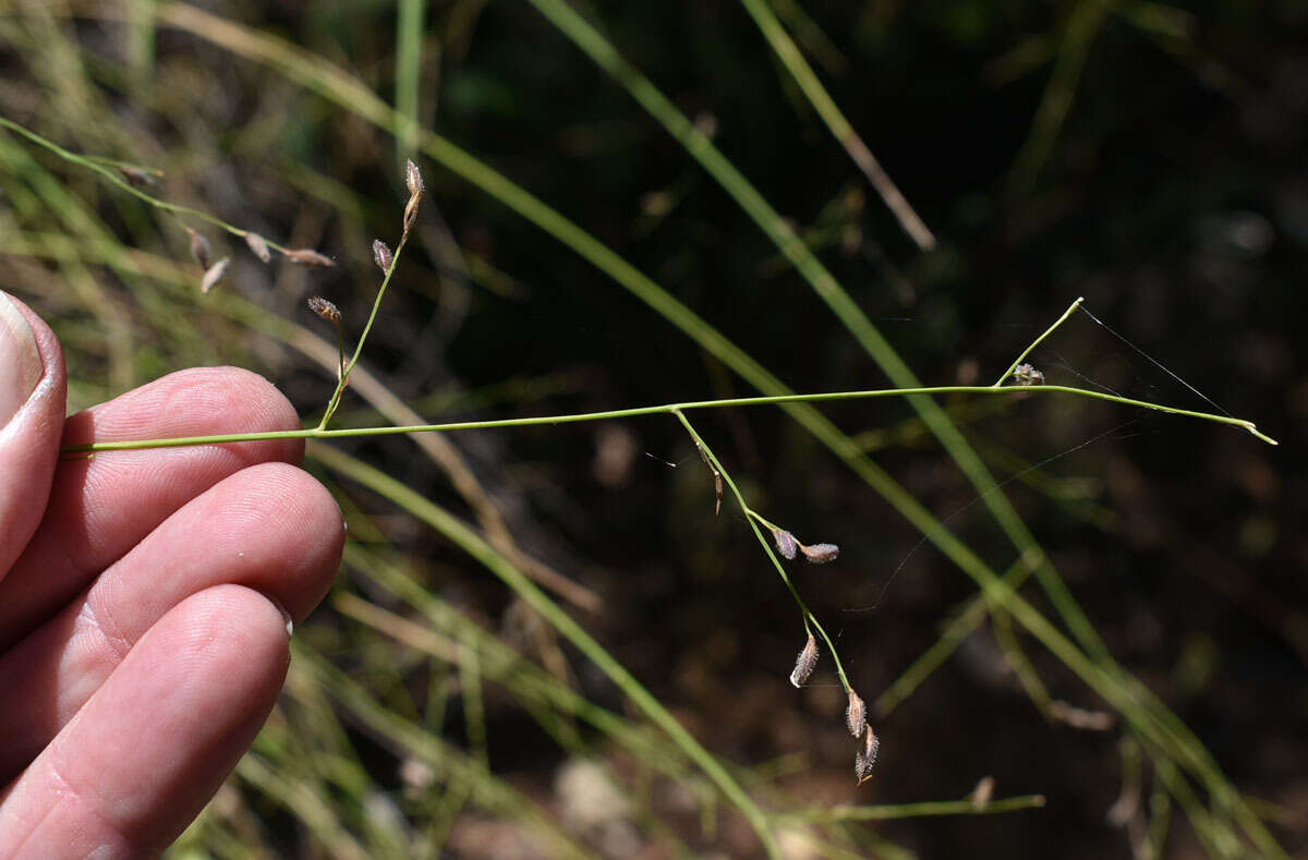 Plancia ëd Ancistrachne uncinulata (R. Br.) S. T. Blake