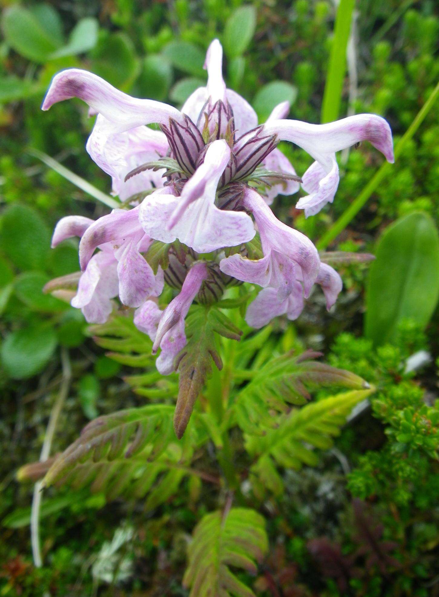 Слика од Pedicularis chamissonis Stev.