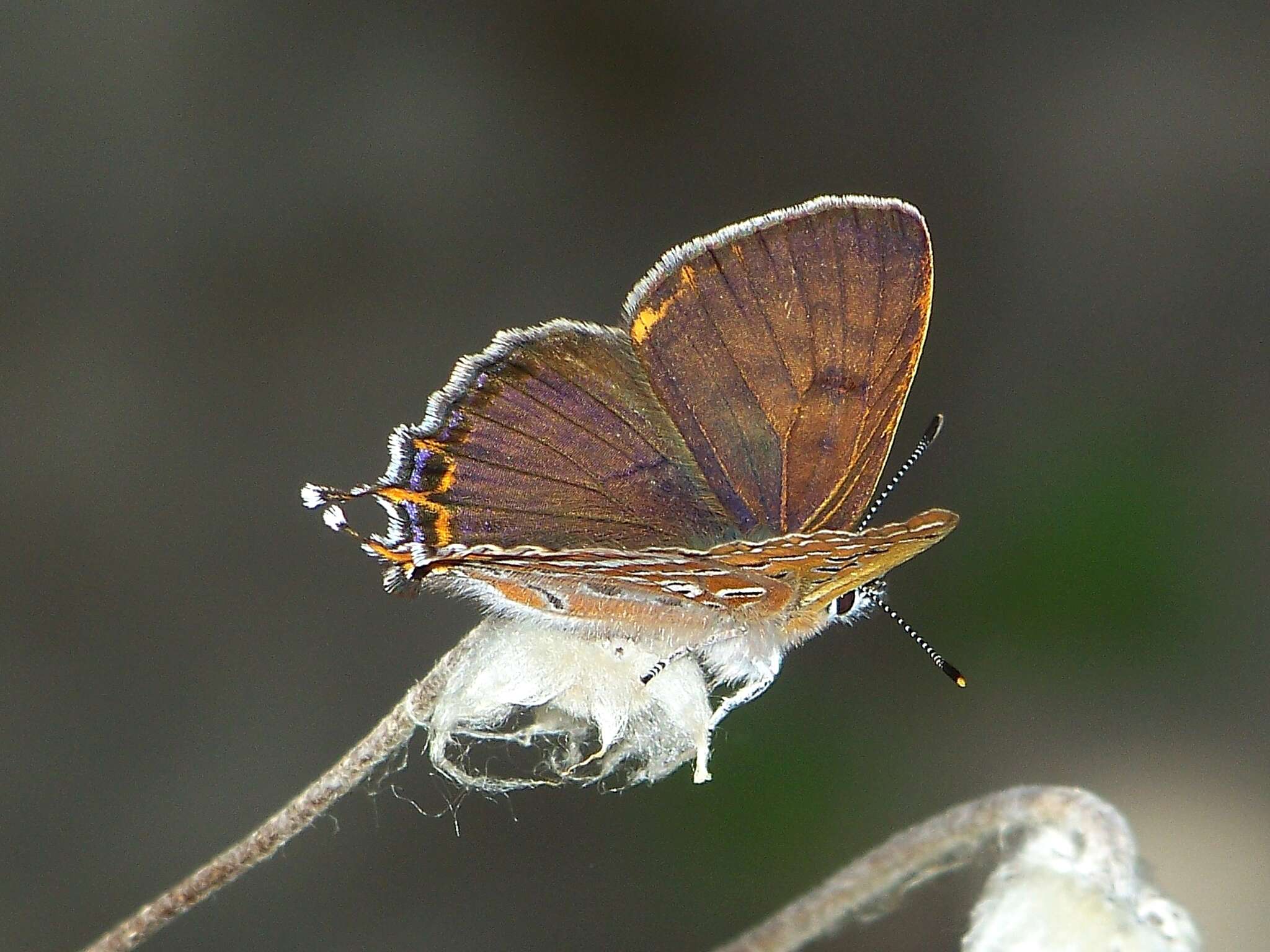 Image of Lycaena li (Oberthür 1886)