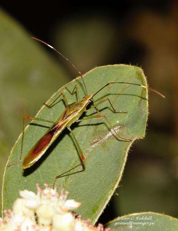 Image of Stenocoris (Stenocoris) apicalis (Westwood 1842)