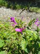 Hypoestes purpurea (L.) R. Br. resmi