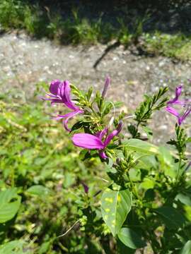 Plancia ëd Hypoestes purpurea (L.) R. Br.