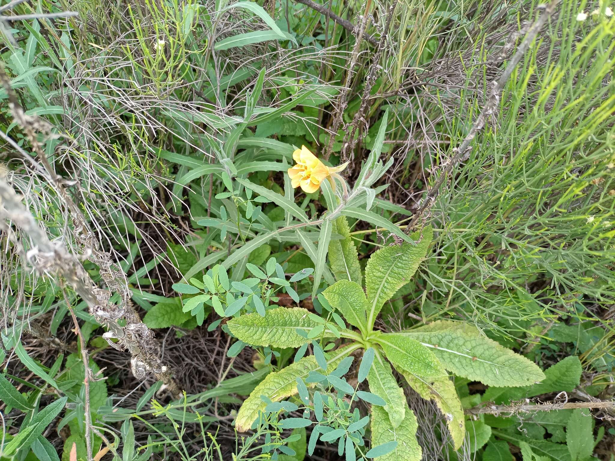 Image of longflower evening primrose