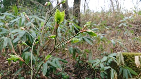 Imagem de Lindera umbellata var. membranacea (Maxim.) Momiyama