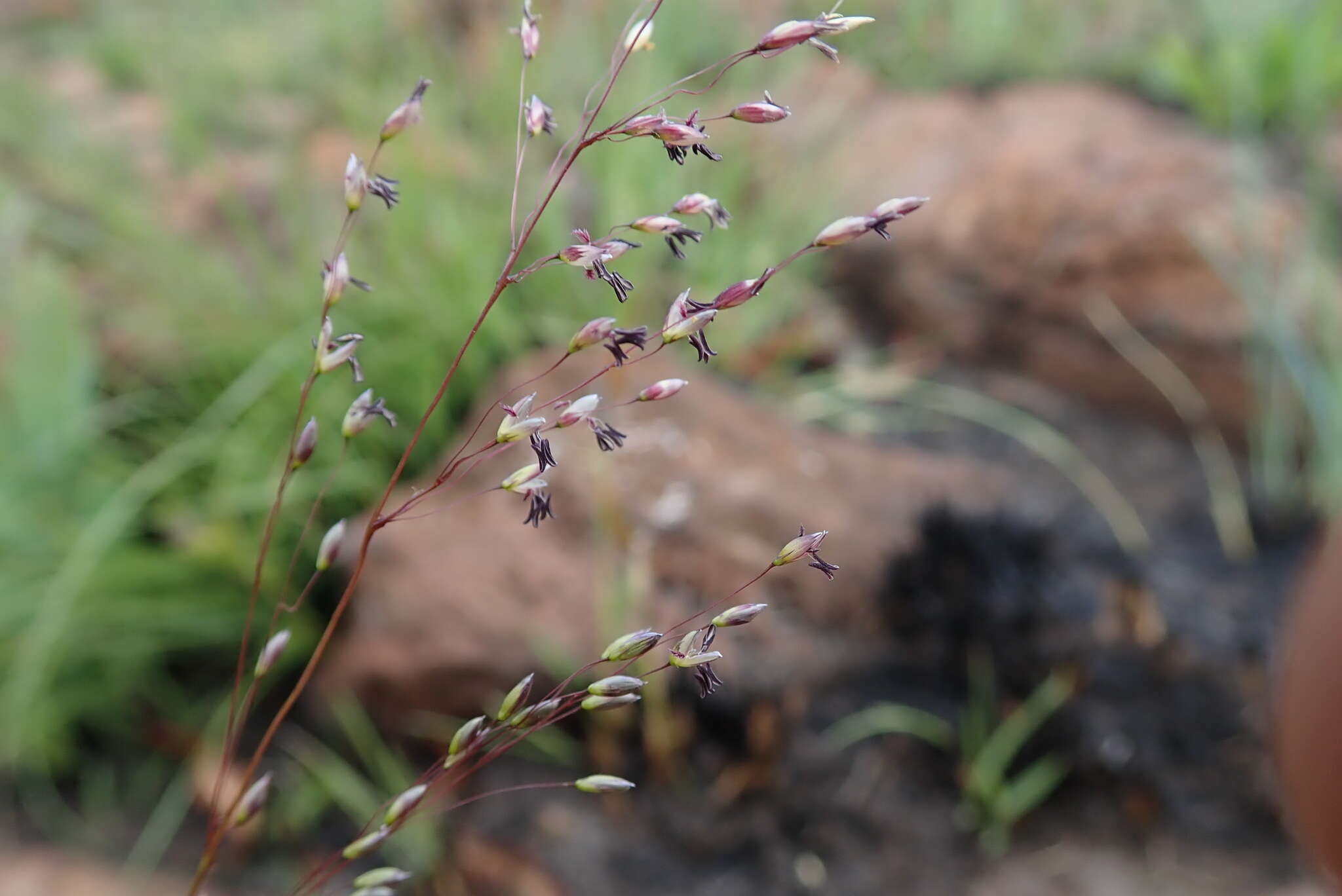 Imagem de Panicum ecklonii Nees