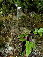 Image of Thelymitra purpureofusca Colenso