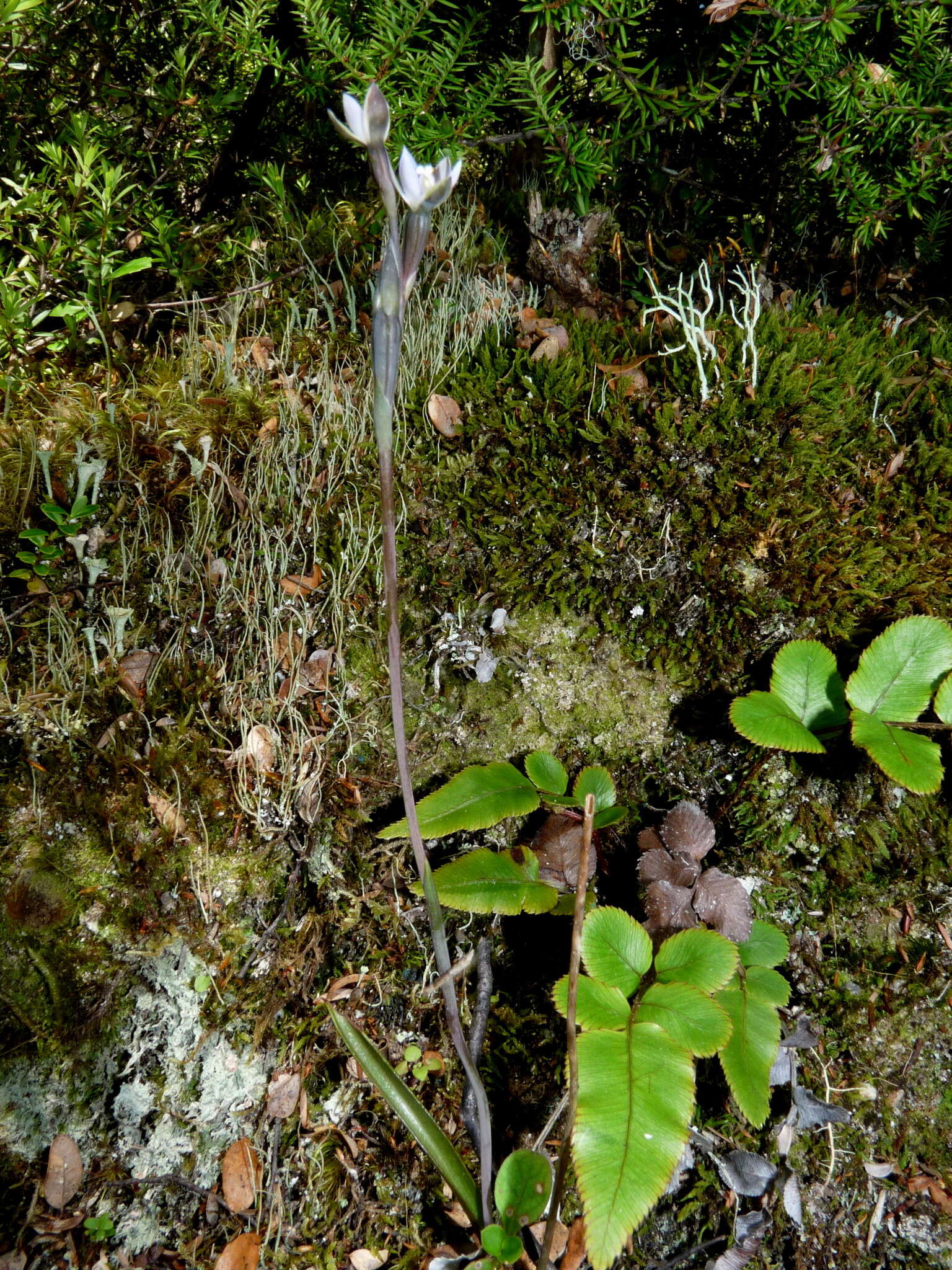 Image de Thelymitra purpureofusca Colenso