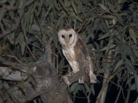 Image de Tyto alba delicatula (Gould 1837)