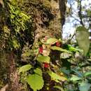 Impatiens parasitica Bedd. resmi