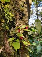 Image de Impatiens parasitica Bedd.