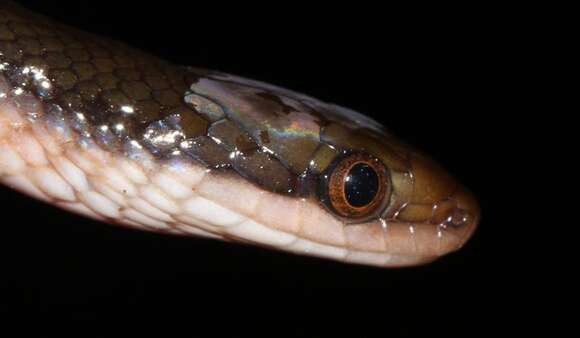 Image of Common Brown Water Snake