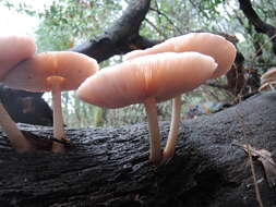 Image of Pluteus cervinus (Schaeff.) P. Kumm.