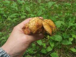 Pholiota elegans Jacobsson 1991 resmi