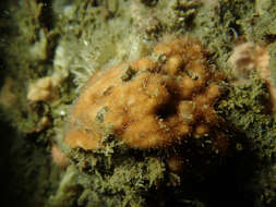 صورة Celleporaria brunnea (Hincks 1884)