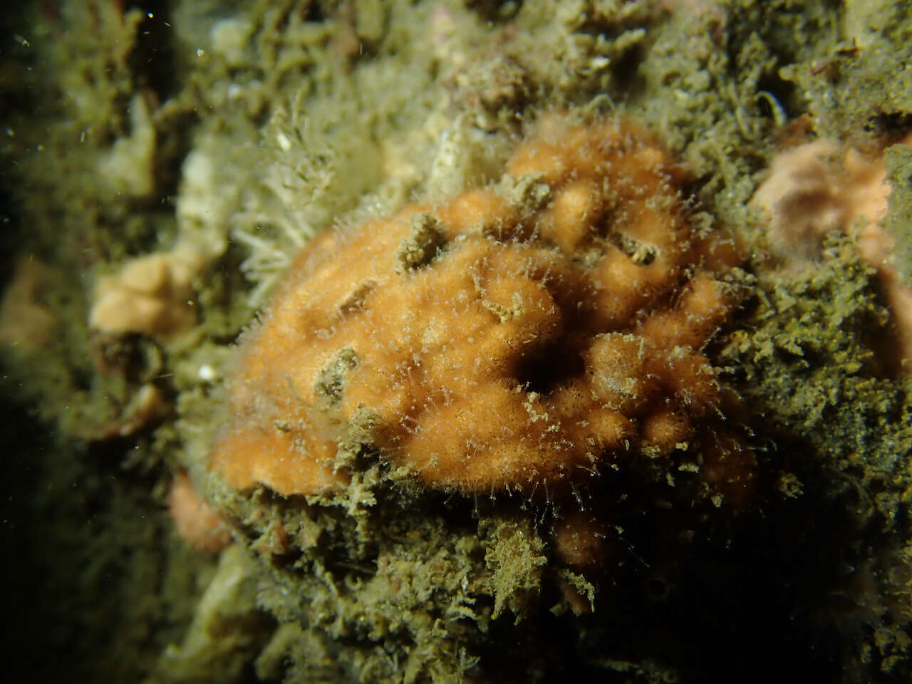 Image of Celleporaria brunnea (Hincks 1884)