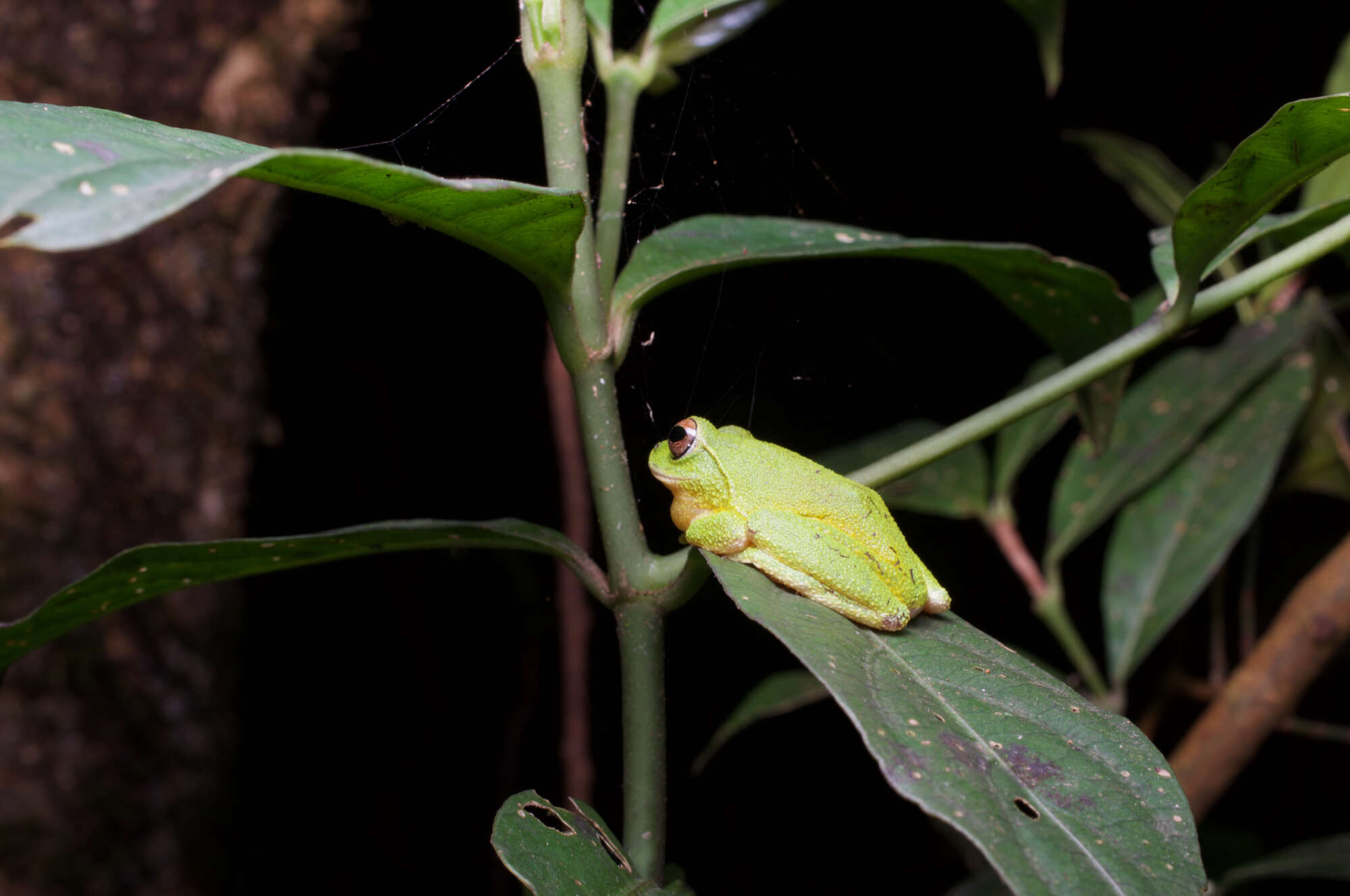 Image of Pseudophilautus stuarti (Meegaskumbura & Manamendra-Arachchi 2005)