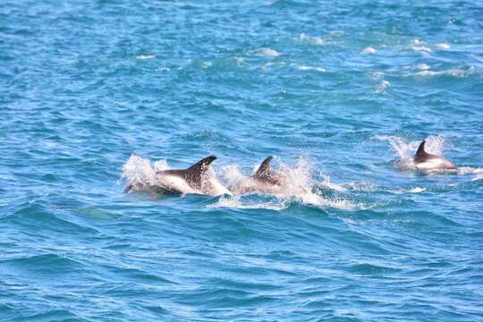 Image of White-beaked Dolphin