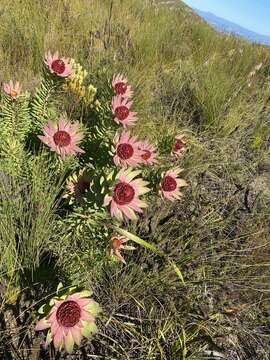 Image of Leucadendron orientale I. J. M. Williams