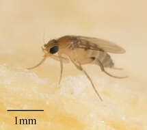 Image of Scuttle fly