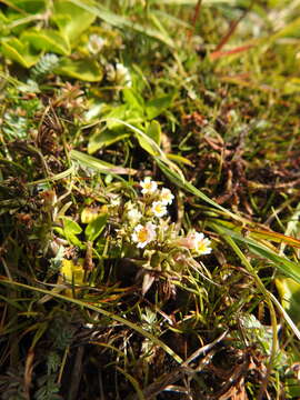 Image of Euphrasia antarctica Benth.