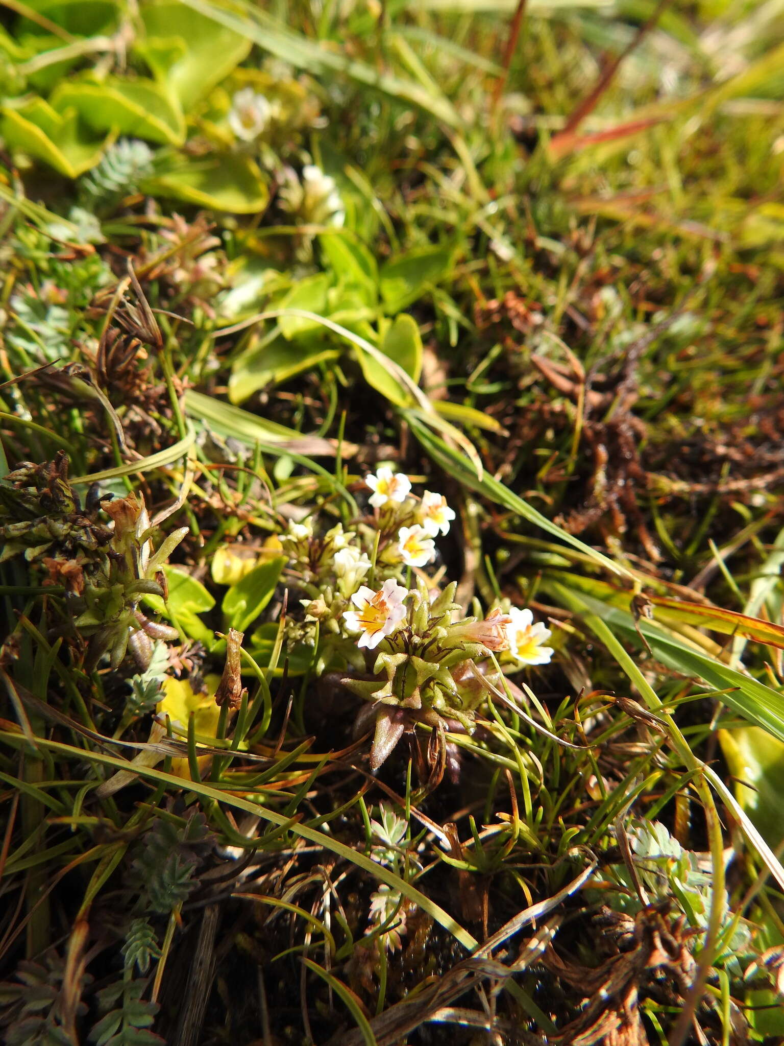 Imagem de Euphrasia antarctica Benth.