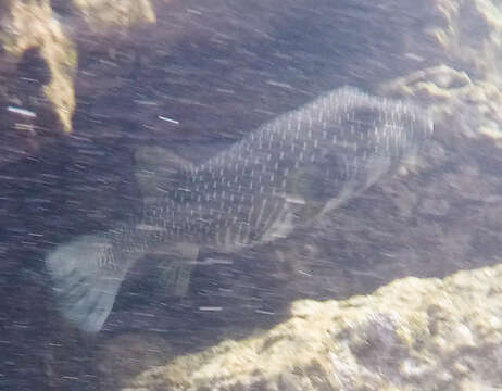 Image of Broadbarred Toadfish