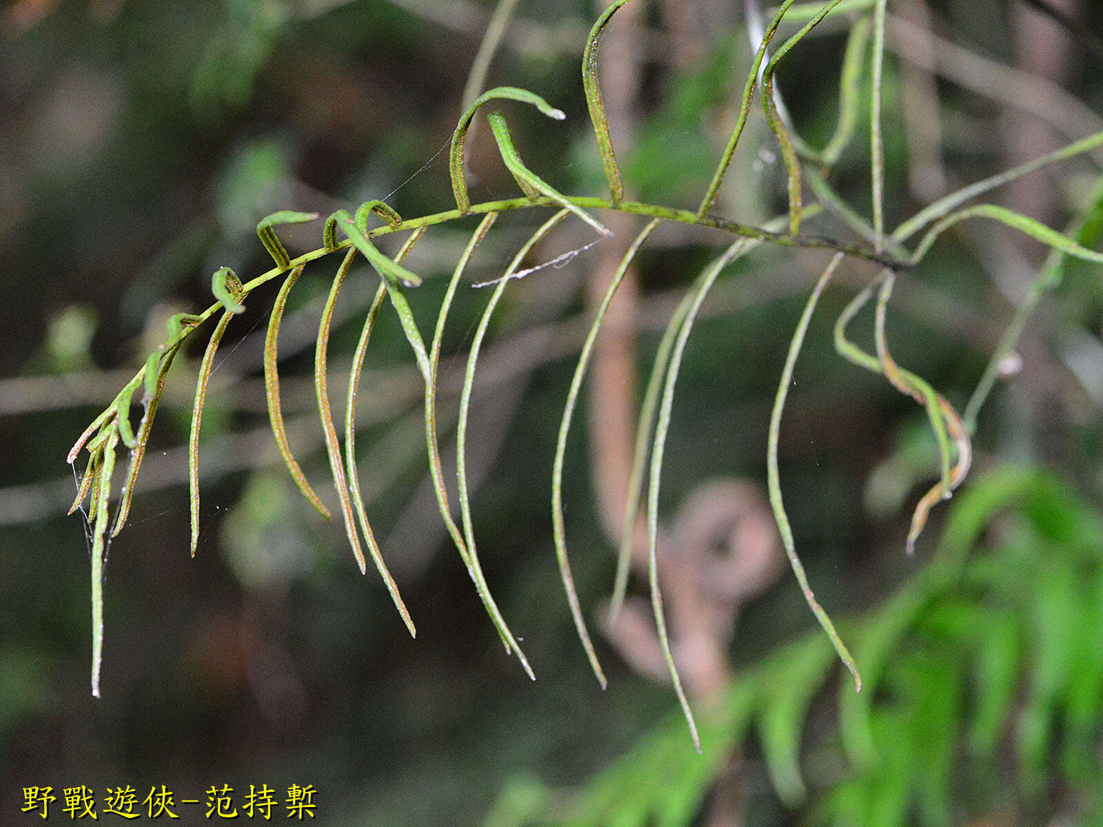 Image of Plagiogyria adnata (Bl.) Bedd.