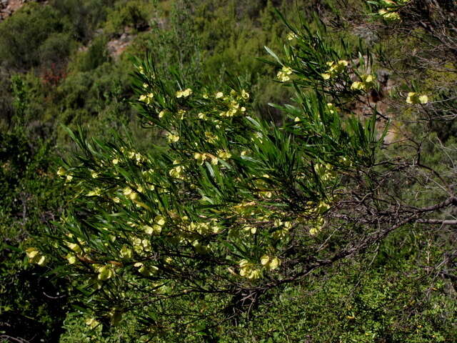 Image de Dodonaea viscosa subsp. angustifolia (L. fil.) J. G. West