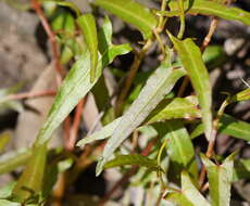 Sivun Persicaria praetermissa (Hook. fil.) Hara kuva