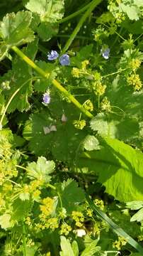 Image of Alchemilla devestiens Juz.