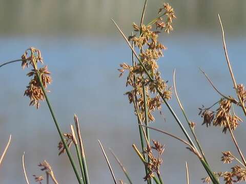 Image of Schoenoplectus scirpoides (Schrad.) Browning