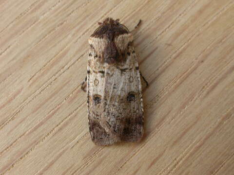 Image of Agrotis porphyricollis Guenée 1852