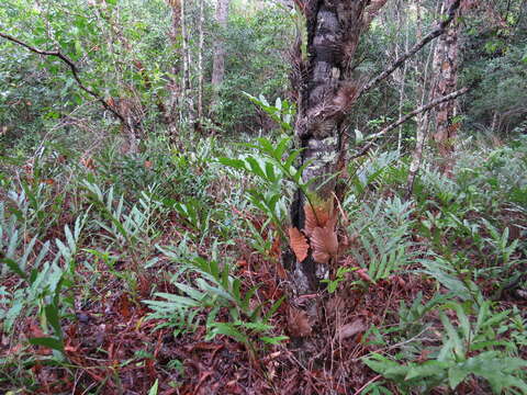 Aglaomorpha sparsisora (Desv.) Hovenkamp & S. Linds.的圖片