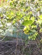 Image of golden currant