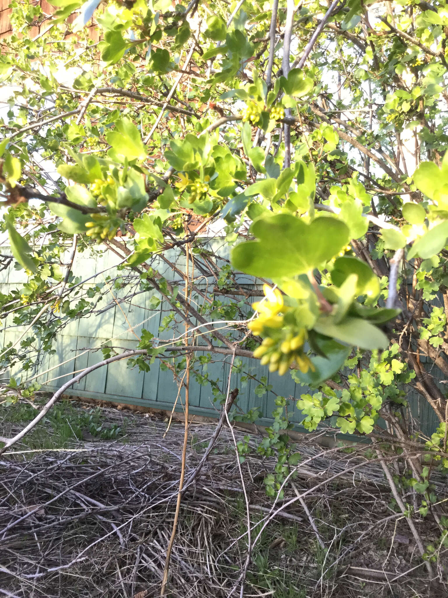 Image of golden currant