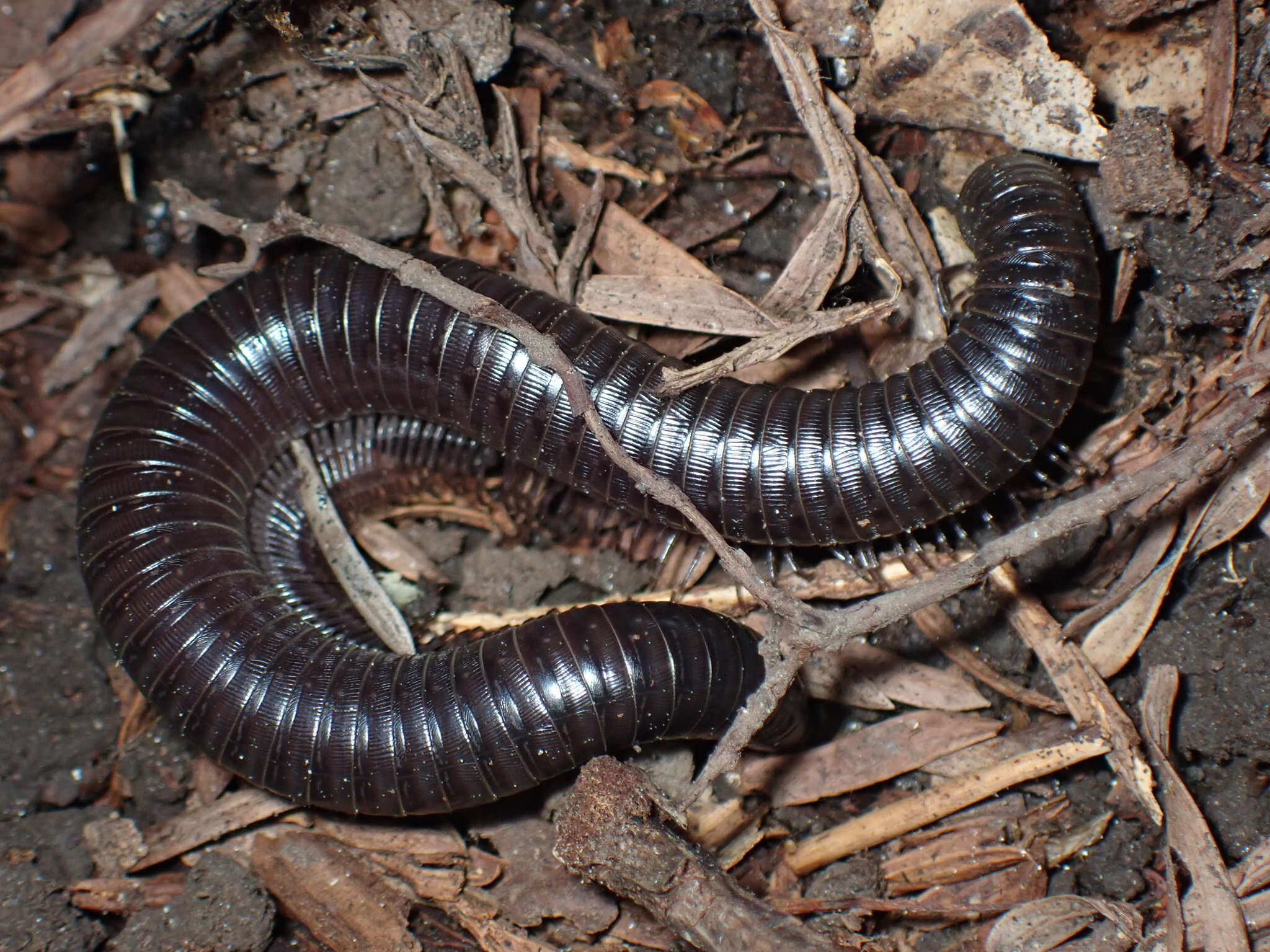 Image of Paeromopus angusticeps angusticeps (Wood 1864)