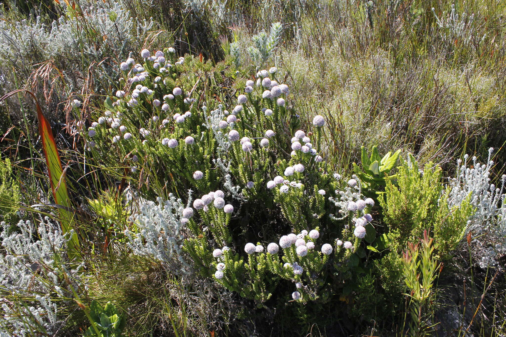 Image of Stoebe rosea Dod