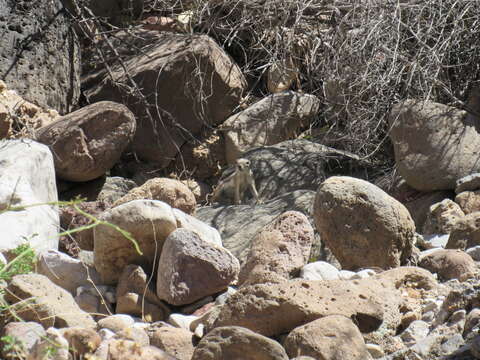 Image of Harris's Antelope Squirrel