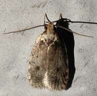 Image of Agonopterix flavicomella Engel 1907