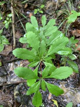 Image of American barberry