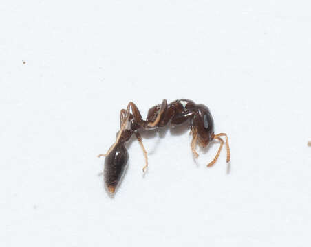 Imagem de Pseudomyrmex cubaensis (Forel 1901)