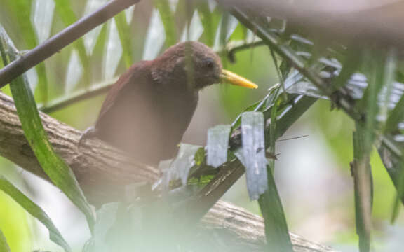 Image of Maroon Woodpecker