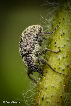 Слика од Anthonomus grandis Boheman 1843