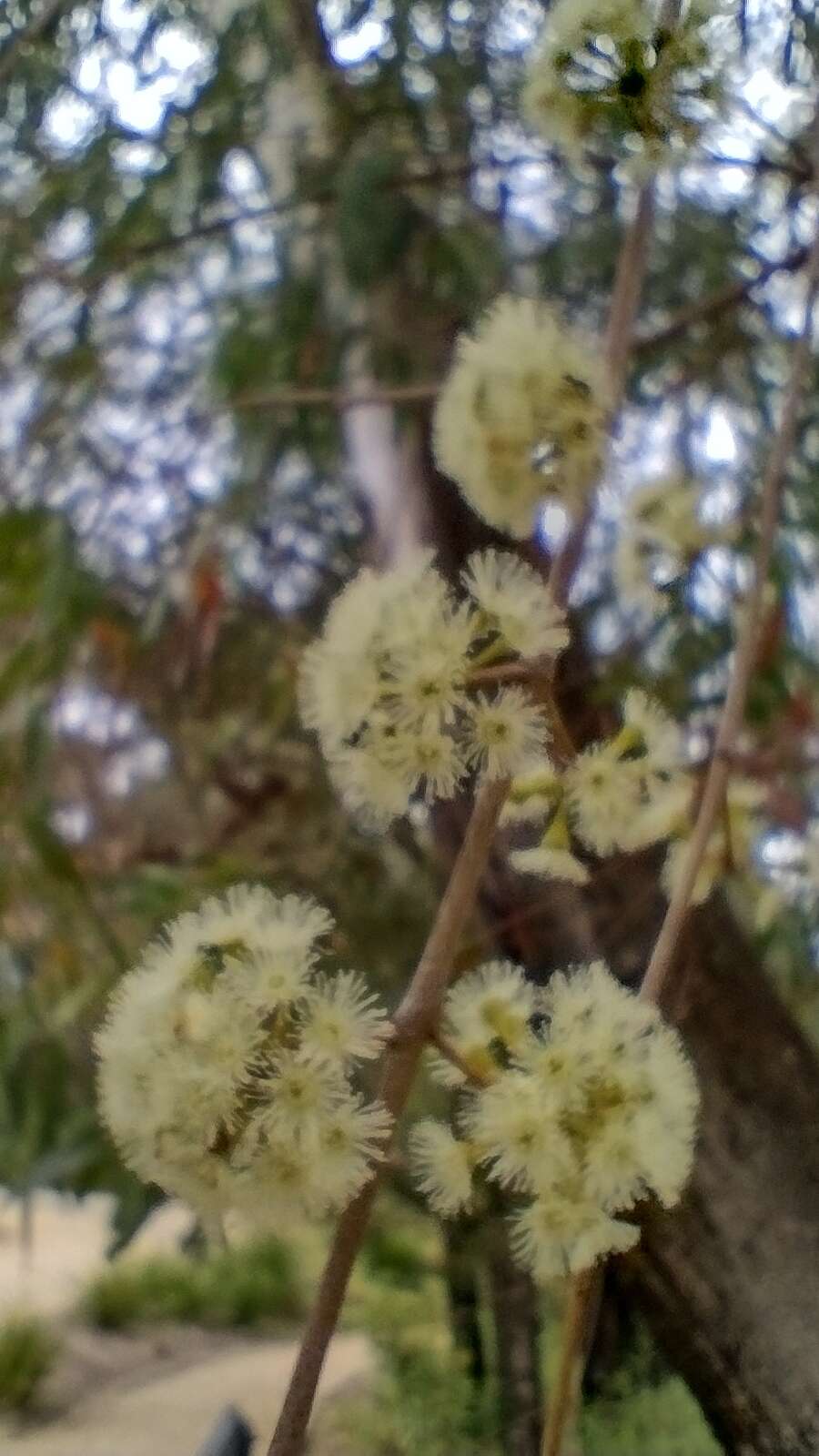 Sivun Eucalyptus elata Dehnh. kuva