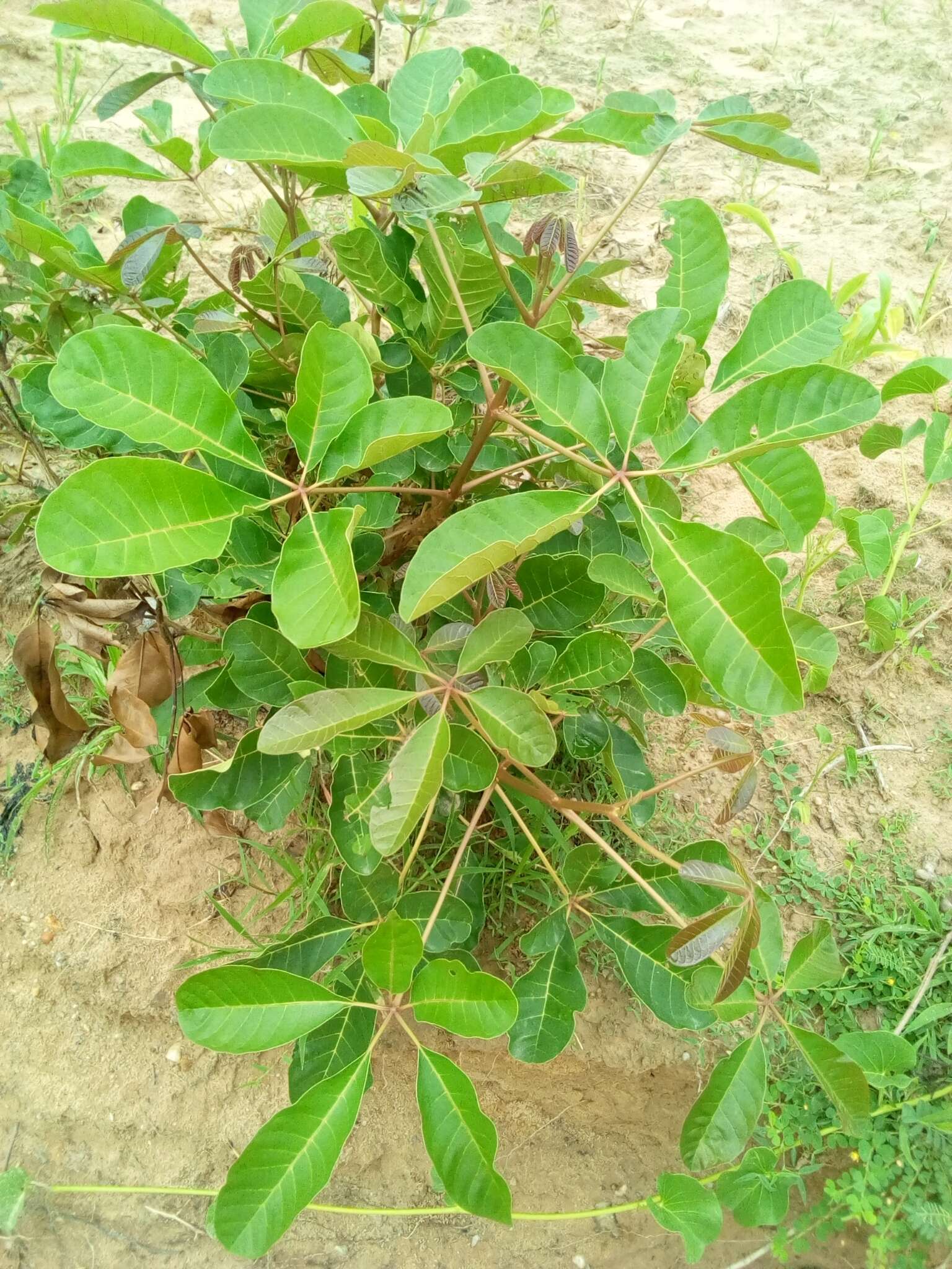 Vitex doniana Sweet resmi