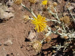 Image of Centaurea onopordifolia Boiss.