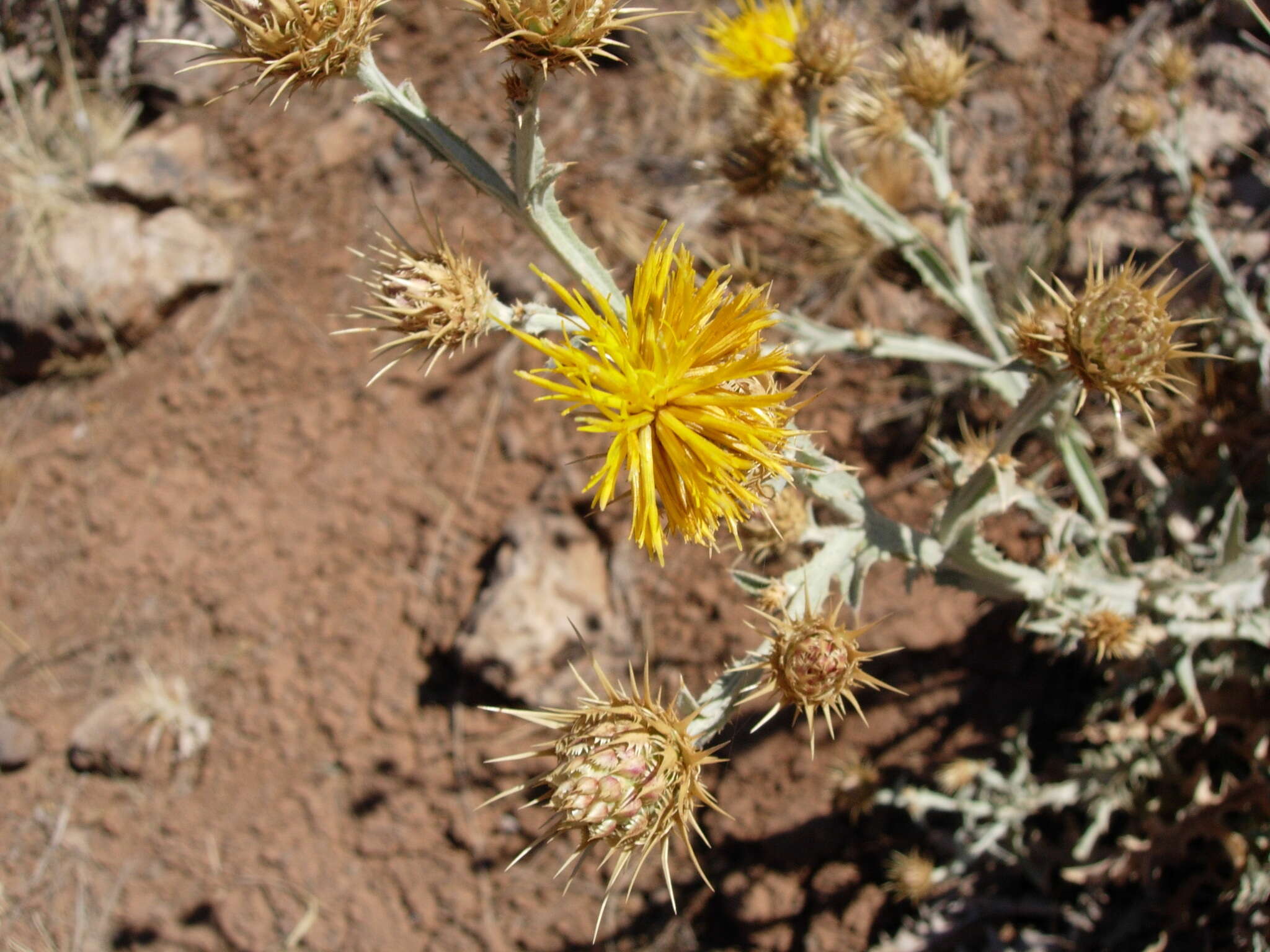 Centaurea onopordifolia Boiss. resmi