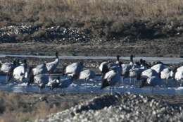 Image of Black-necked Crane